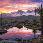 Giant Lobelias of Sanetti: Bale Mountains Fine Art Landscape Canvas Print