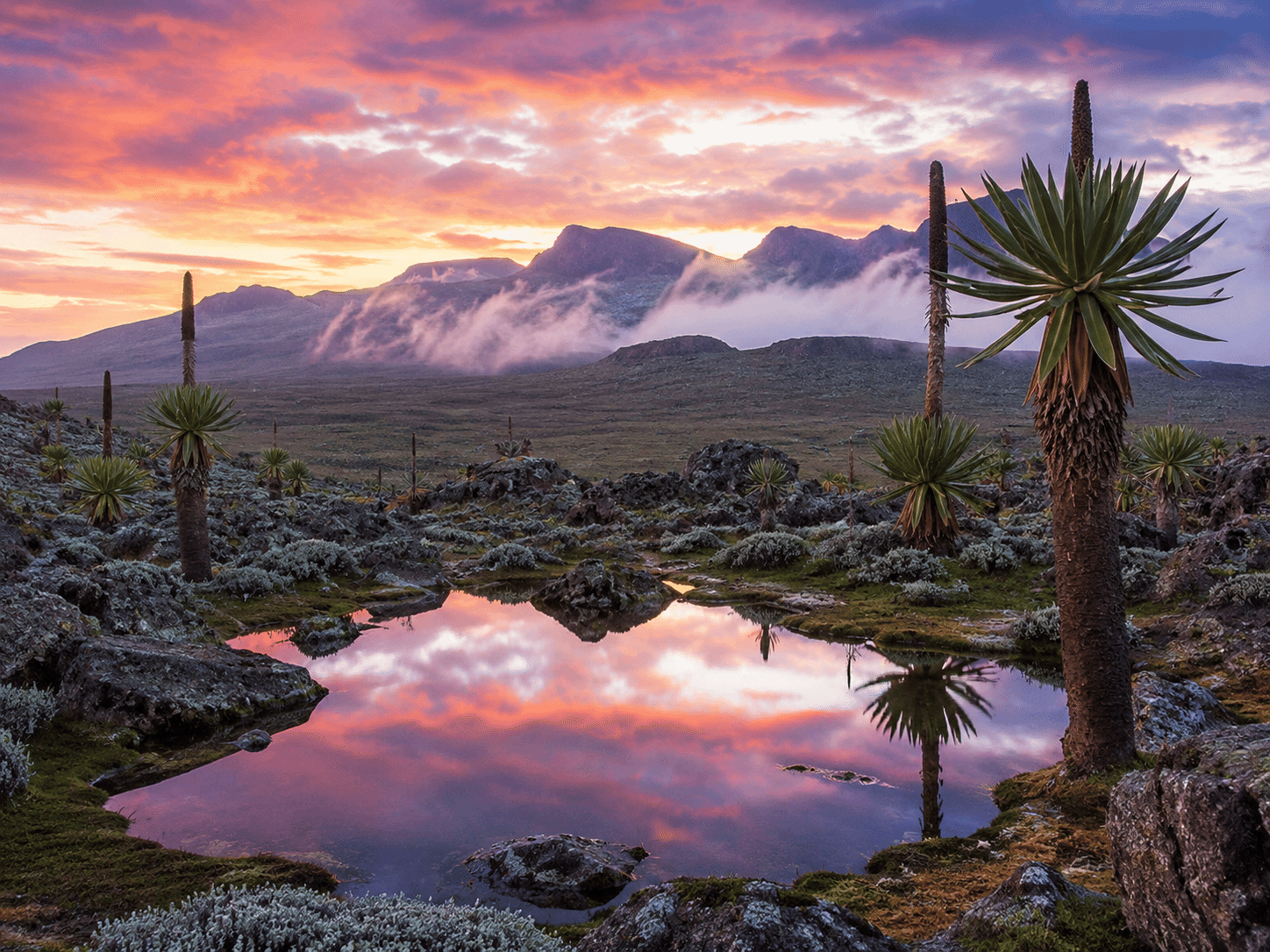 Giant Lobelias of Sanetti: Bale Mountains Fine Art Landscape Canvas Print