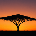 Ethiopian Acacia Sunset Canvas Wall Art – Minimalist African Landscape Print | Addis Ababa Inspired Home Decor