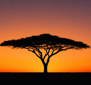 Ethiopian Acacia Sunset Canvas Wall Art – Minimalist African Landscape Print | Addis Ababa Inspired Home Decor